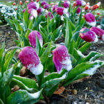 snow tulips